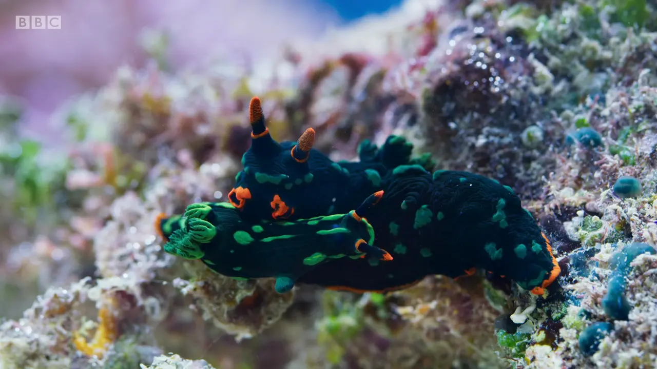 Variable neon slug (Nembrotha kubaryana) as shown in The Mating Game - Oceans: Out of the Blue